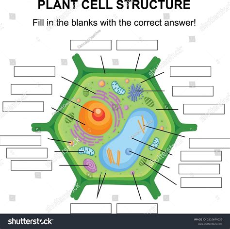 Best Esquema De Celular Animal Y Vegetal Para Completar Royalty-Free ...