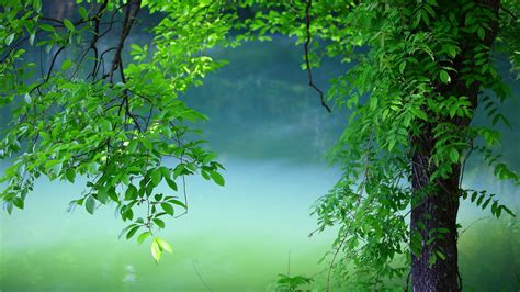 1920x1080 Resolution tree, leaves, summer 1080P Laptop Full HD ...