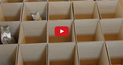 Watch These 9 Gorgeous Kitties Enjoying Their Cardboard Maze