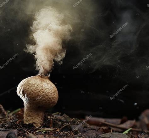 Puffball fungus spores — Stock Photo © xload #87379410