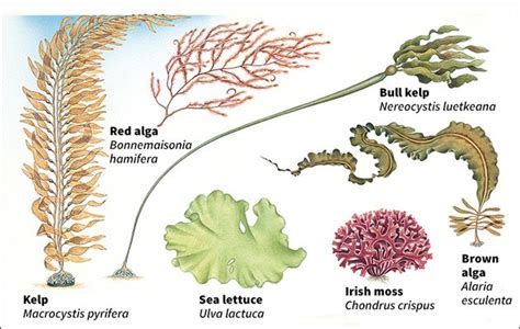 Ms J's Marine Ecology Class: Types of Seaweed