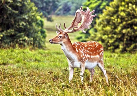 Is reproduction a solution to Persian fallow deer conservation ...