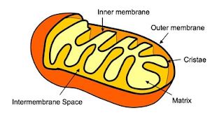 #94 Structure and function of the mitochondrion | Biology Notes for A level