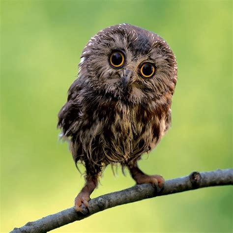 Ranking The 8 Most Adorable Species Of Owl | TheSlicedPan.com