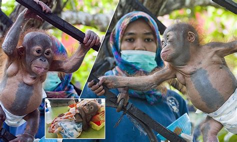 Orangutan by poachers learns to climb after miracle recovery in Borneo ...