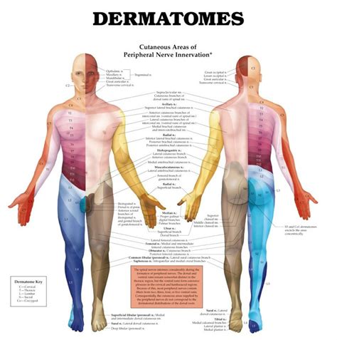 Skin Dermatomes