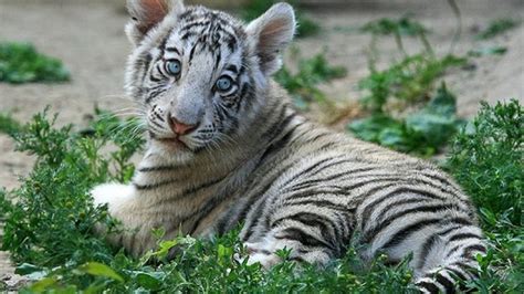 White Tiger Baby Photo