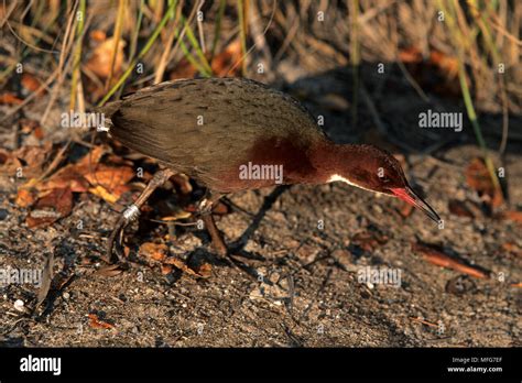 Aldabra Rail (Dryolimnas aldabranus), the last flightless bird of the ...