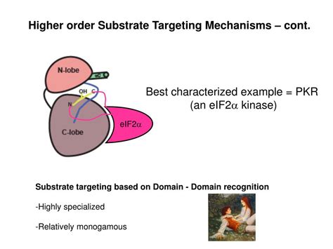 PPT - Protein Kinase Structure and Function Introduction PowerPoint ...