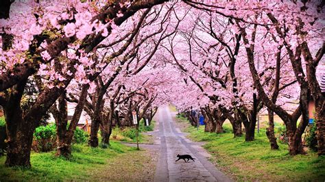 Cherry Blossom Festival Meghalaya - 1920x1080 Wallpaper - teahub.io