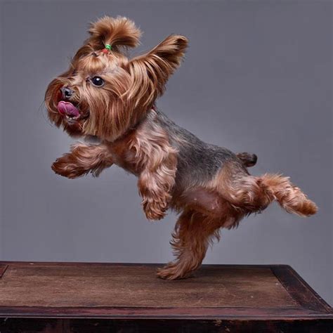 Are Yorkshire Terrier Tails Cut