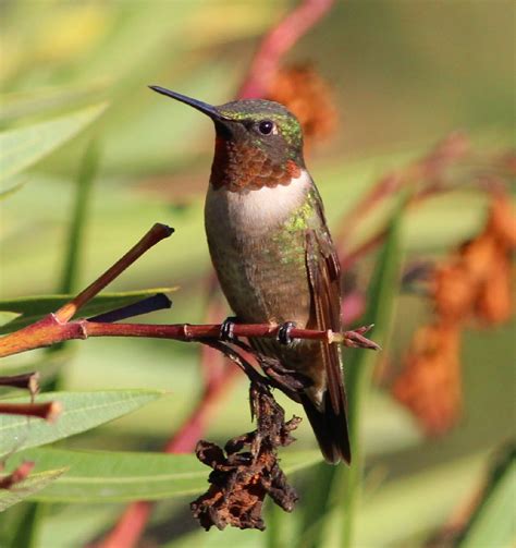 Creature Feature: Ruby-throated Hummingbird (Archilochus colubris ...