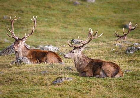 McNairn Photography - Scottish Highland Wildlife Park