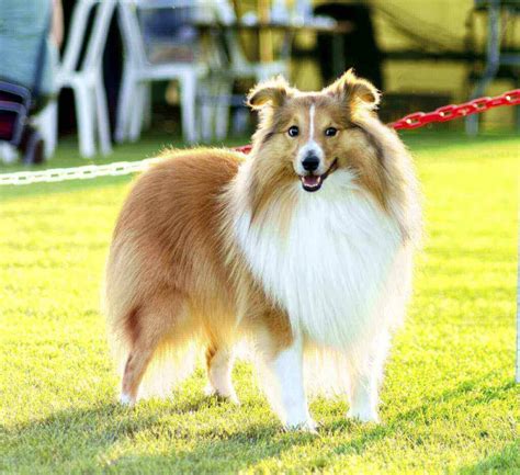 Sheltie Mix : 25 Authentic Shetland Sheepdog Mix Dogs