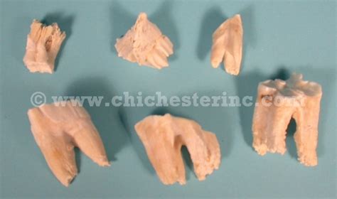 Cow Teeth from Chichester, Inc.