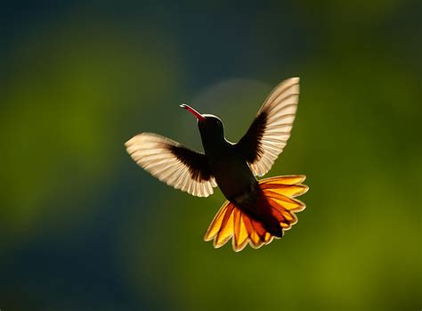 How to Photograph Birds in Flight with Sharp Results