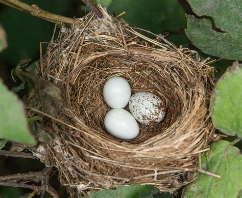 Overcoming obstacles at the indigo bunting nest | Chanhassen ...