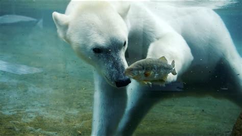 Polar Bear Hunting Fish