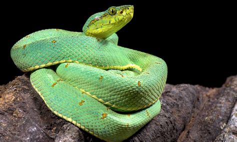 Meet 10 Snakes of the Amazon River - AZ Animals