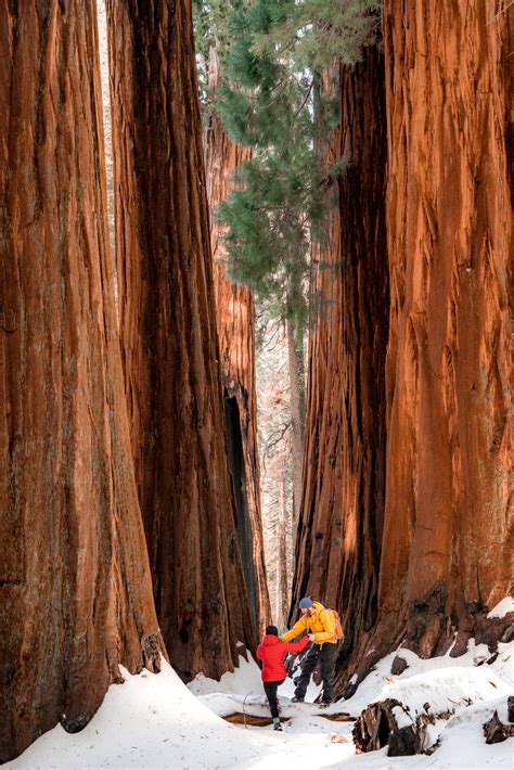 20+ (Helpful) Things to Know About SEQUOIA NATIONAL PARK in Winter