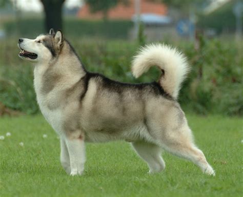 Alaskan Malamute - Wikipedia