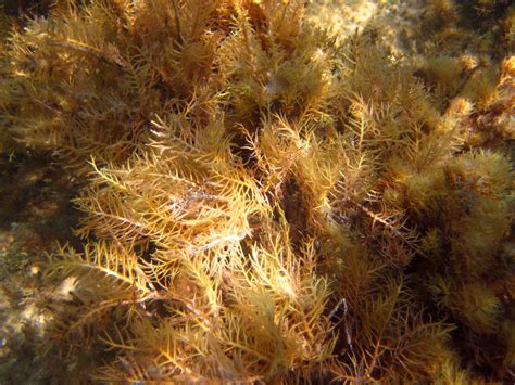 Seaweed Underwater Free Stock Photo - Public Domain Pictures