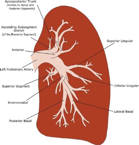 Anatomy | Radiology Key