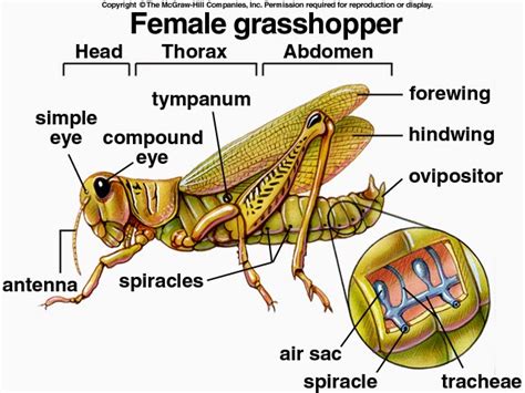 Bio Nerds: HOW TO: Dissect a Grasshopper