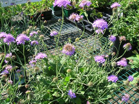 How to Grow: Scabiosa- grow scabiosa and care for this annual flower