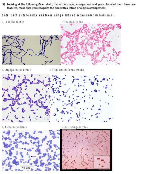 Staphylococcus Epidermidis Gram Stain