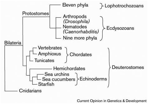 Bilateria - Alchetron, The Free Social Encyclopedia