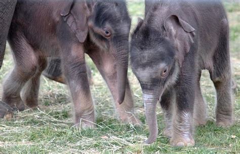 Public vote underway to name elephant twins born at Syracuse zoo