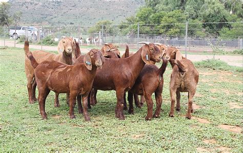 KALAHARI RED GOATS FOR SALE1 - Dairy Livestock Farming