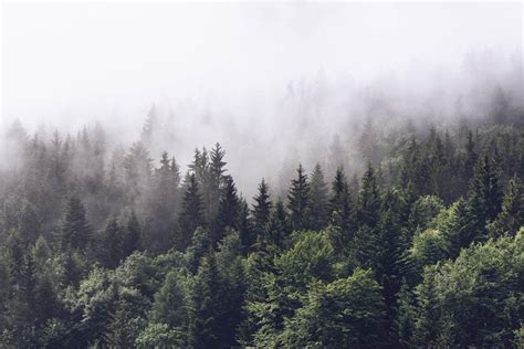 Foggy Forest Wallpapers - Wallpaper Cave