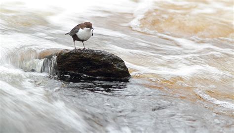 Dipper habitat | BirdForum