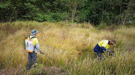 Bioretention Basin Maintenance - Palmwoods Revegetation