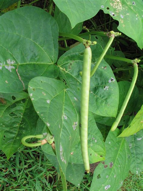 Growing Cowpeas Step by Step | Veggie garden, Container gardening ...