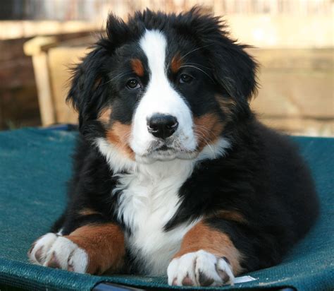 Bernese Mountain Dog: The Gentle Giant of the Swiss Alps - All Big Dog ...