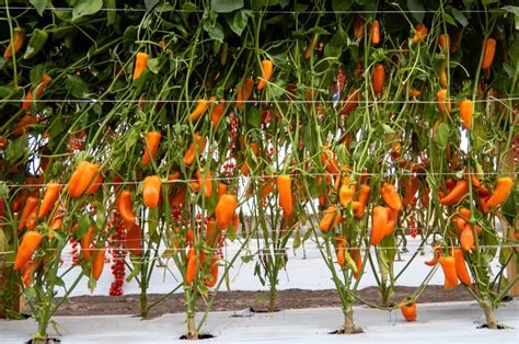 How to Grow Habanero Peppers from Seed: A Step-by-Step Planting Guide ...