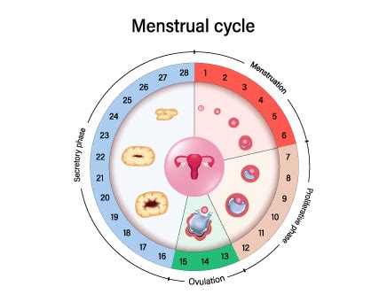 Check Ovulation Calculator & Calendar | Know Your Most Fertile Days