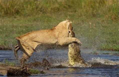 Lion vs crocodile (11 pics) | Amazing Creatures