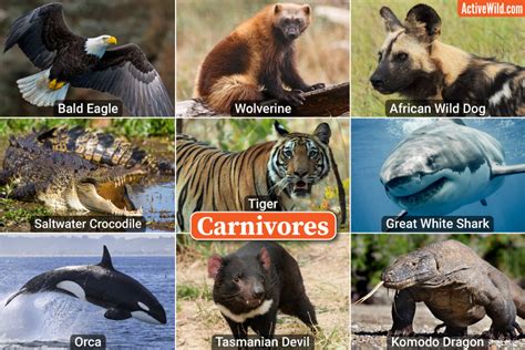 Examples Of Carnivores – Carnivorous Animals Photos & Attention ...