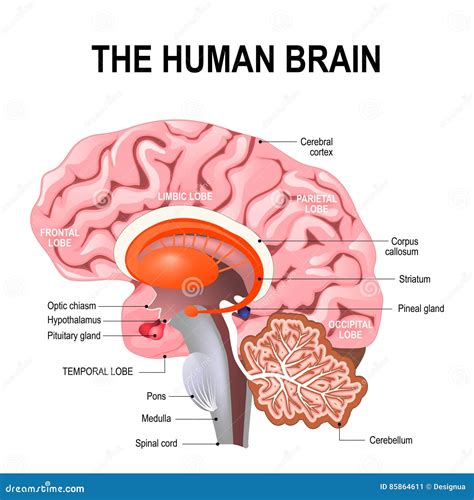 Brain Anatomy ( Flat Design ) ( Frontal Lobe , Temporal Lobe , Parietal ...