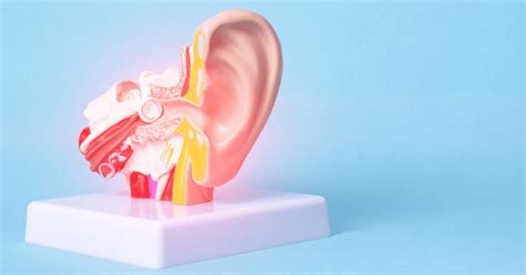 The Most Common Diseases Of The Ear