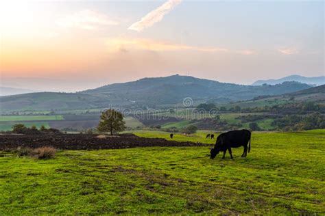 Cows Grazing on a Green Meadow at Sunset Stock Photo - Image of feed ...