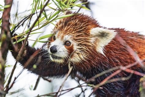 Panda showing claws | A red panda in the tree clinging on a … | Tambako ...