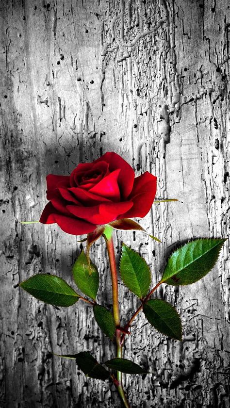 Red Rose - Beautiful, red rose, flowers, HD phone wallpaper | Peakpx