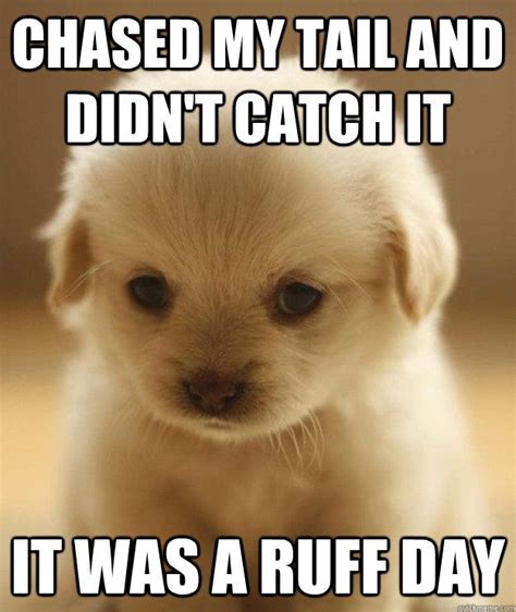 Related image | Puppies funny, Funny dogs, Dogs and kids