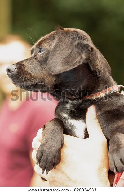 6 Dog Wearing Tartan Collar Images, Stock Photos & Vectors | Shutterstock