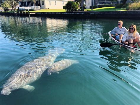 Crystal River Clear Kayak Tours - Manatee and Three Sisters Springs ...